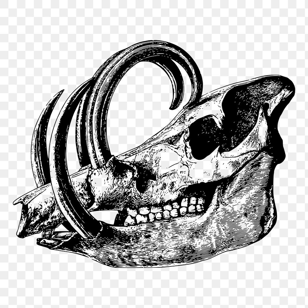 Babirusa skull png sticker skeleton illustration, transparent background. Free public domain CC0 image.