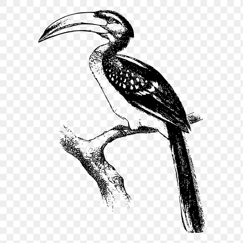 Hornbill bird png sticker animal illustration, transparent background. Free public domain CC0 image.