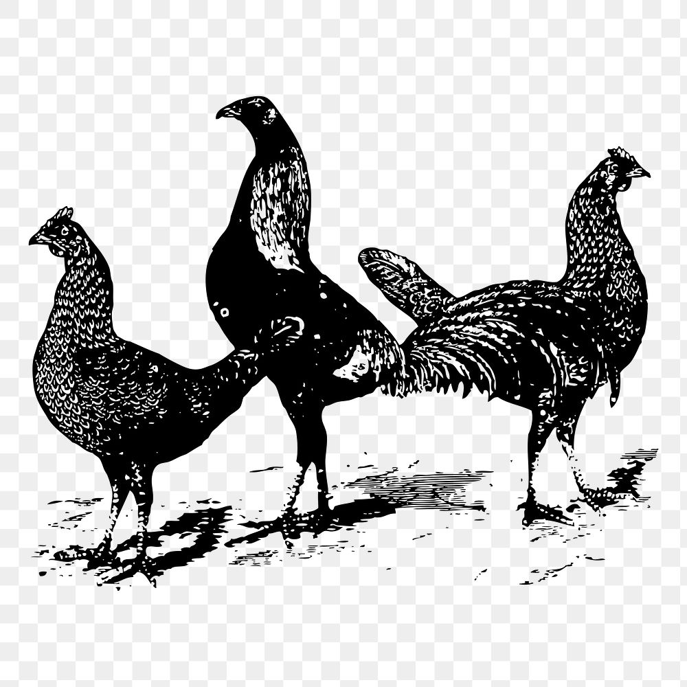 Farm chicken png sticker illustration, transparent background. Free public domain CC0 image