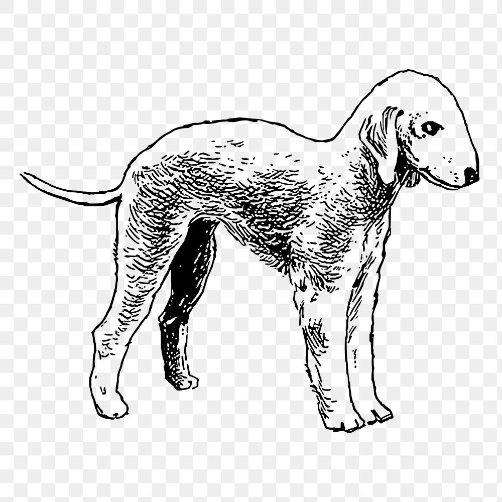 PNG bedlington terrier dog sticker illustration, transparent background. Free public domain CC0 image
