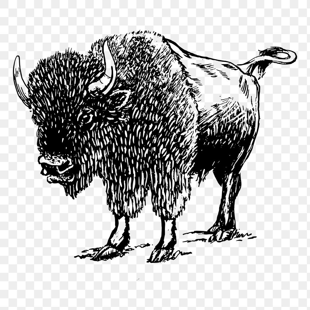 Bison png sticker illustration, transparent background. Free public domain CC0 image