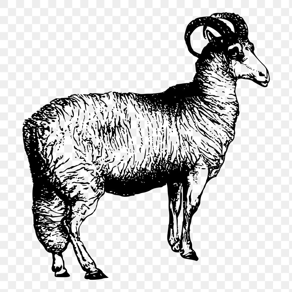 Sheep png sticker illustration, transparent background. Free public domain CC0 image
