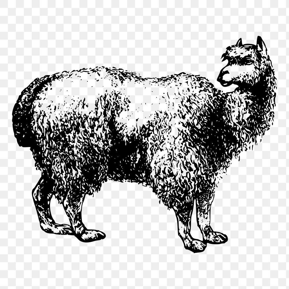 Alpaca png sticker illustration, transparent background. Free public domain CC0 image