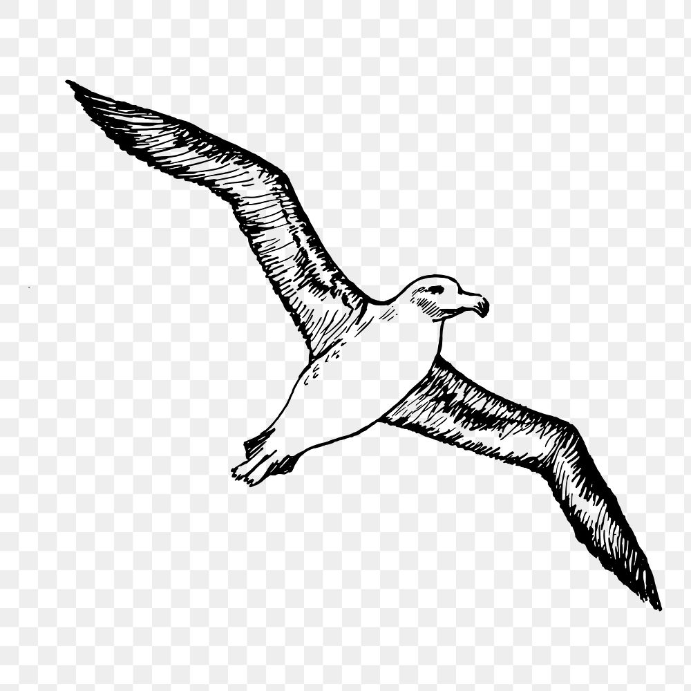 Flying albatross png sticker illustration, transparent background. Free public domain CC0 image