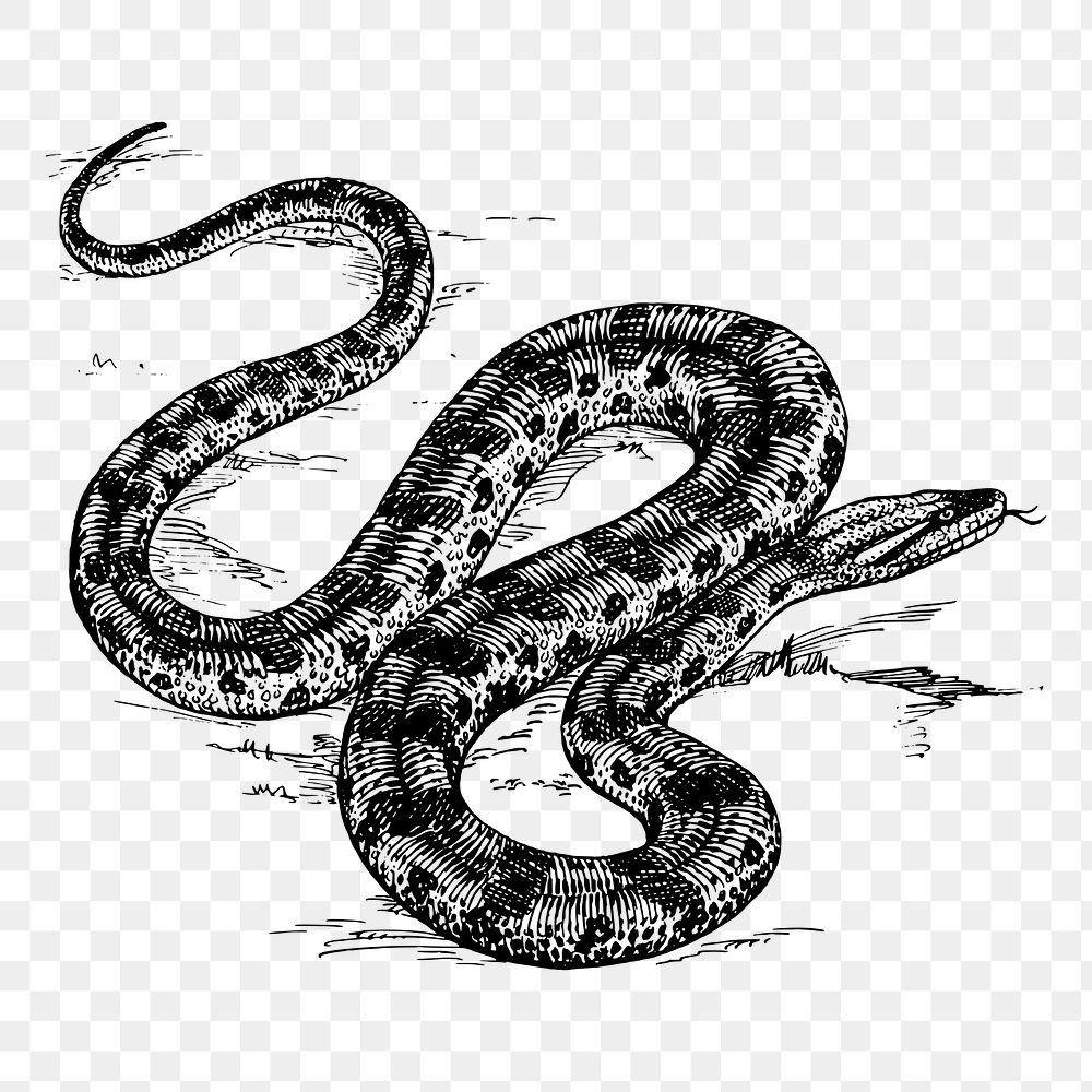 Snake png sticker illustration, transparent background. Free public domain CC0 image