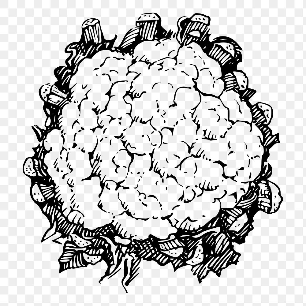 Cauliflower png sticker illustration, transparent background. Free public domain CC0 image