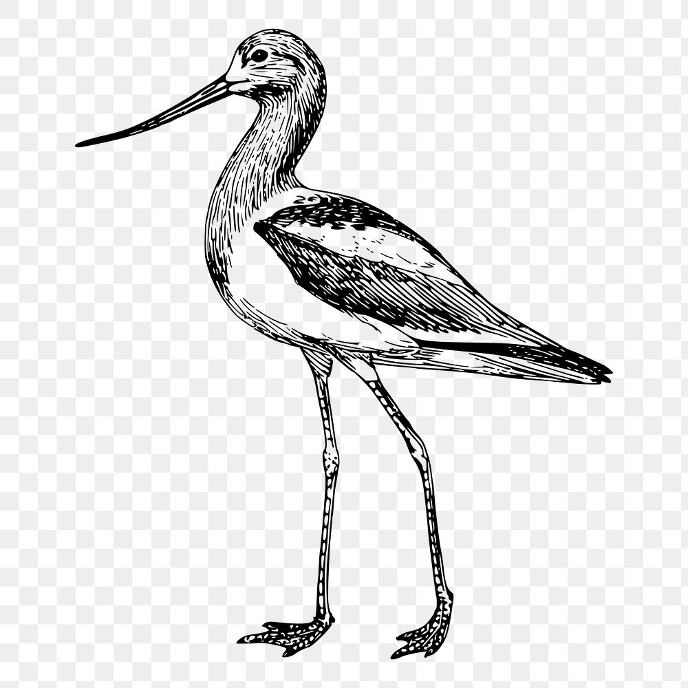 Long leg bird, png sticker illustration, transparent background. Free public domain CC0 image