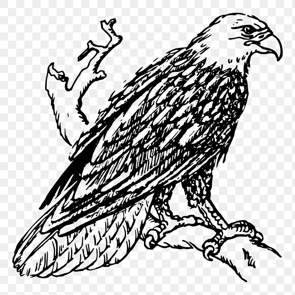 Eagle bird png sticker illustration, transparent background. Free public domain CC0 image