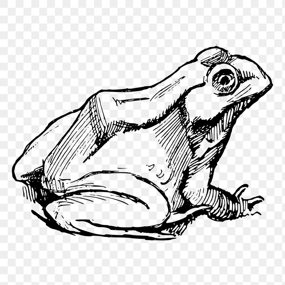 Amphibian frog png sticker illustration, transparent background. Free public domain CC0 image