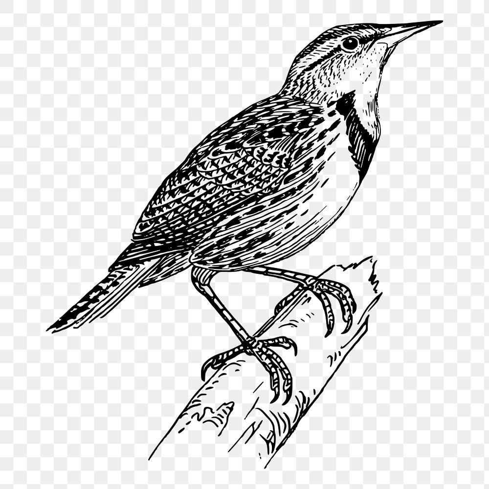 Bird png sticker illustration, transparent background. Free public domain CC0 image.