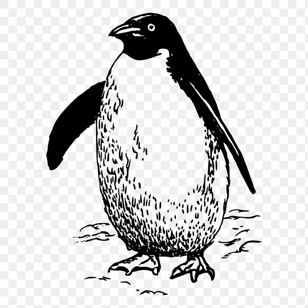 Penguin png sticker illustration, transparent background. Free public domain CC0 image.