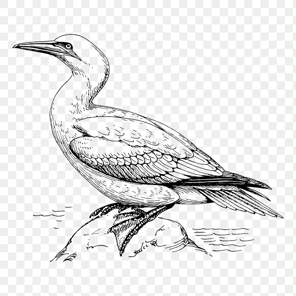 Gannet bird png sticker illustration, transparent background. Free public domain CC0 image.