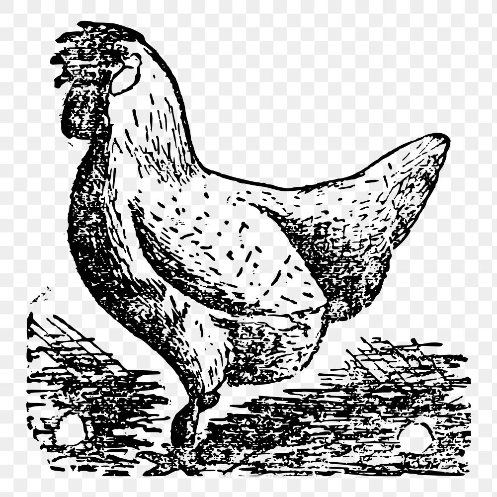 Chicken png sticker illustration, transparent background. Free public domain CC0 image.