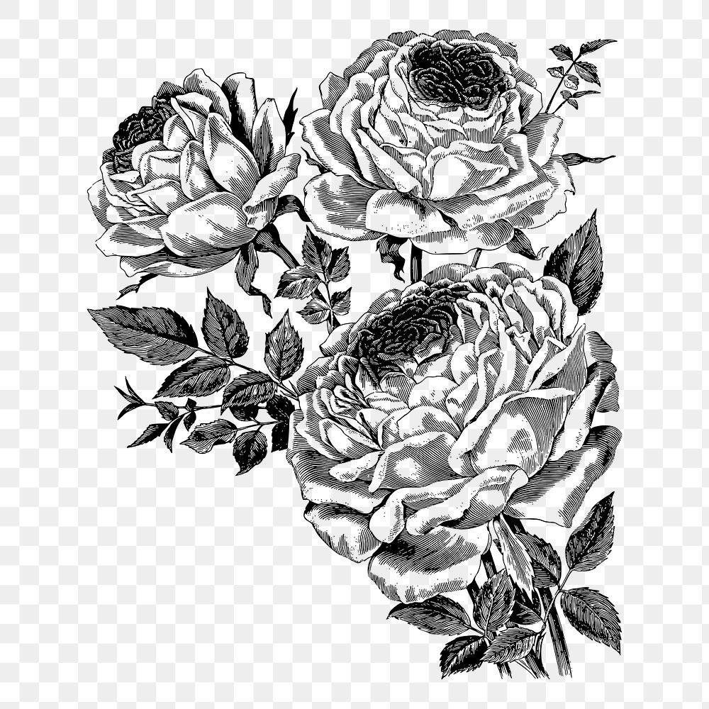 Rose flower png sticker illustration, transparent background. Free public domain CC0 image.