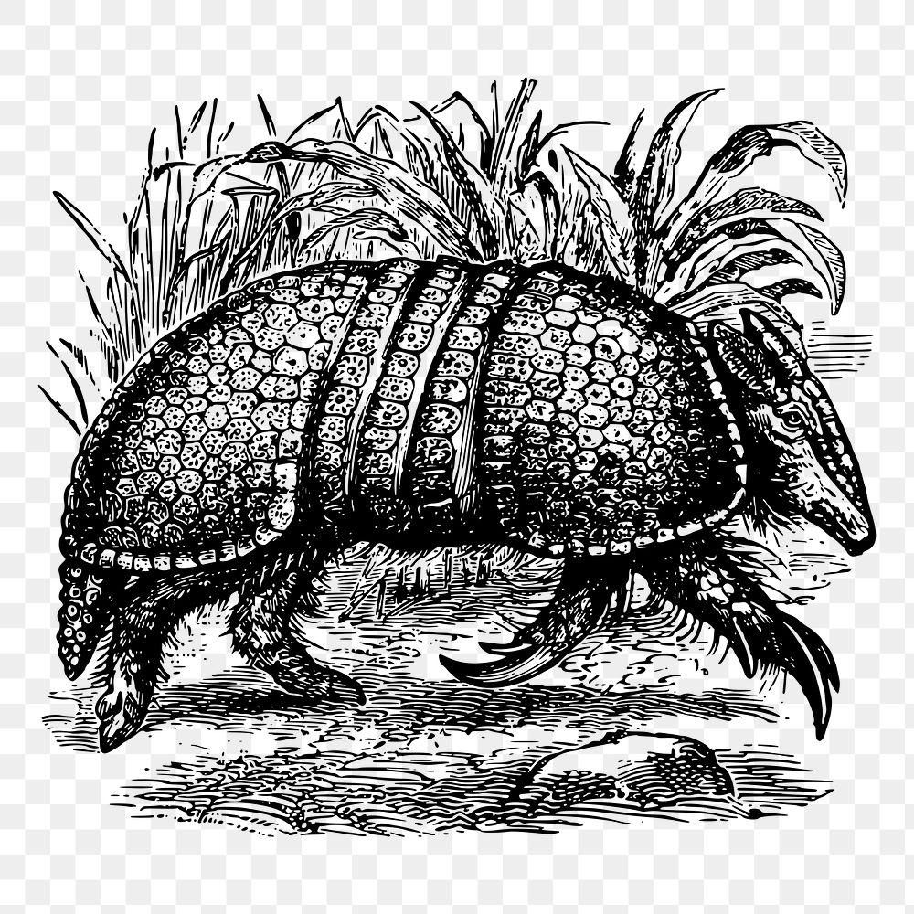 Armadillo png sticker illustration, transparent background. Free public domain CC0 image.