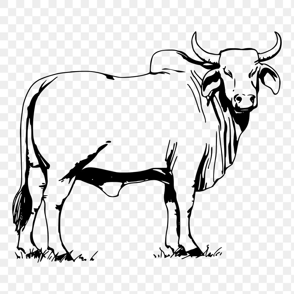 Bull png sticker illustration, transparent background. Free public domain CC0 image.