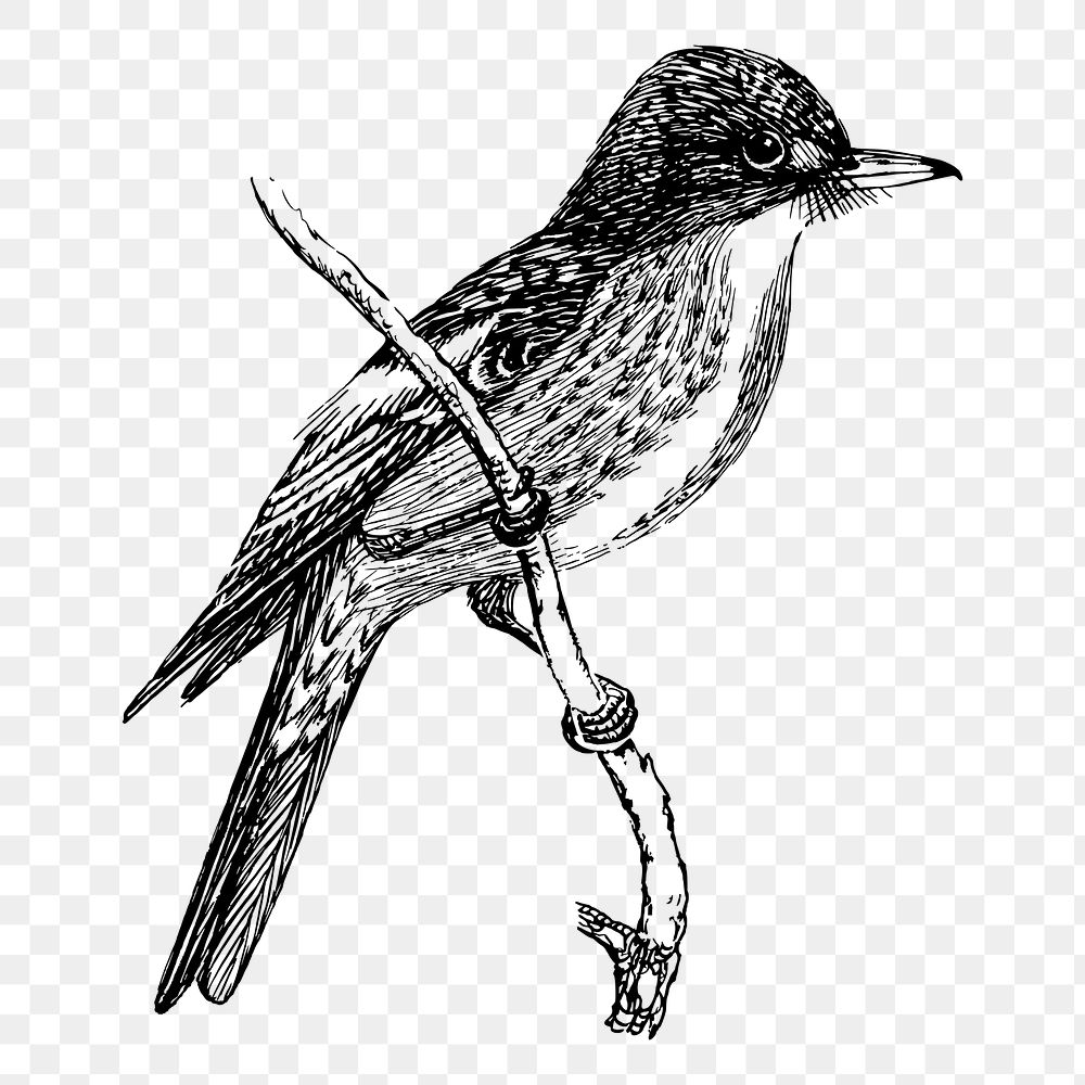 Flycatcher bird png sticker illustration, transparent background. Free public domain CC0 image.