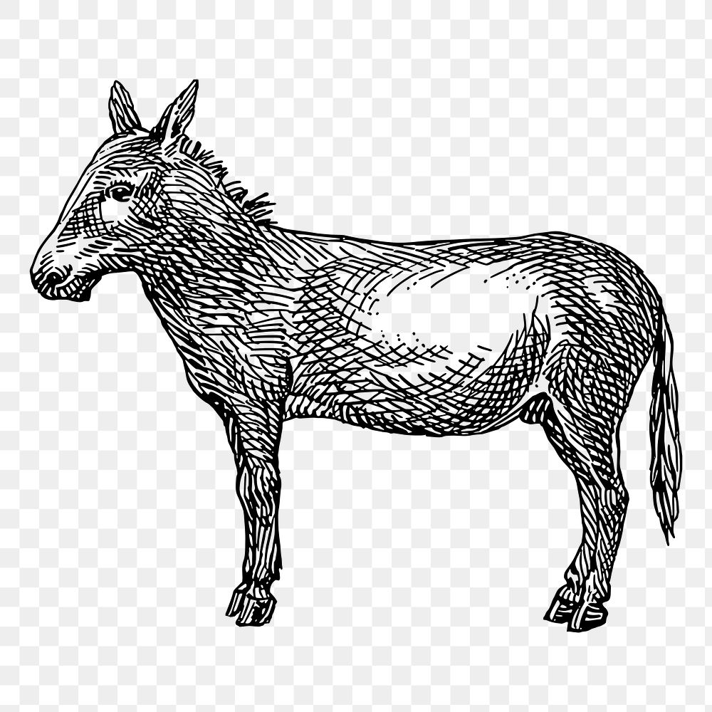 Donkey png sticker illustration, transparent background. Free public domain CC0 image.
