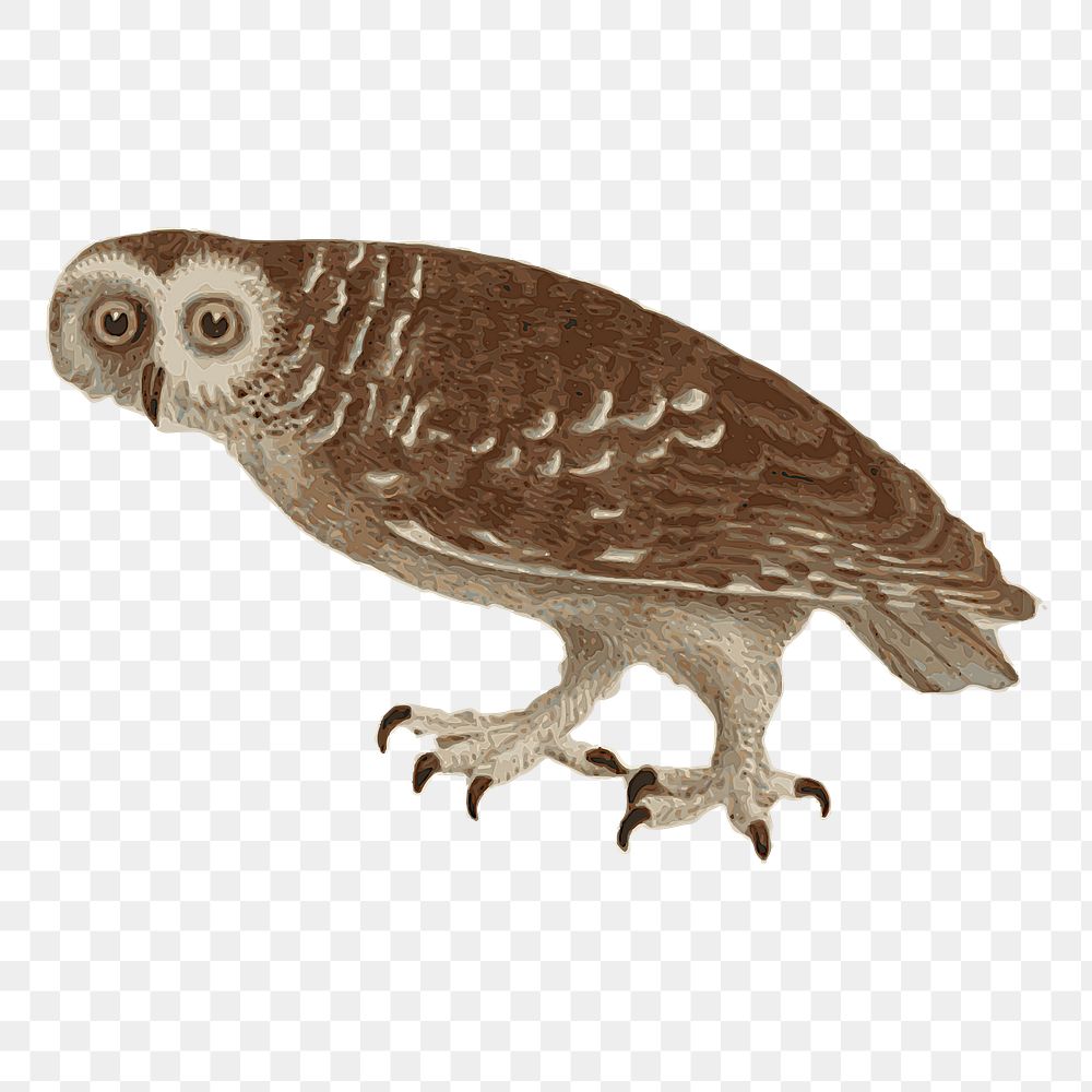 Owl png sticker illustration, transparent background. Free public domain CC0 image.