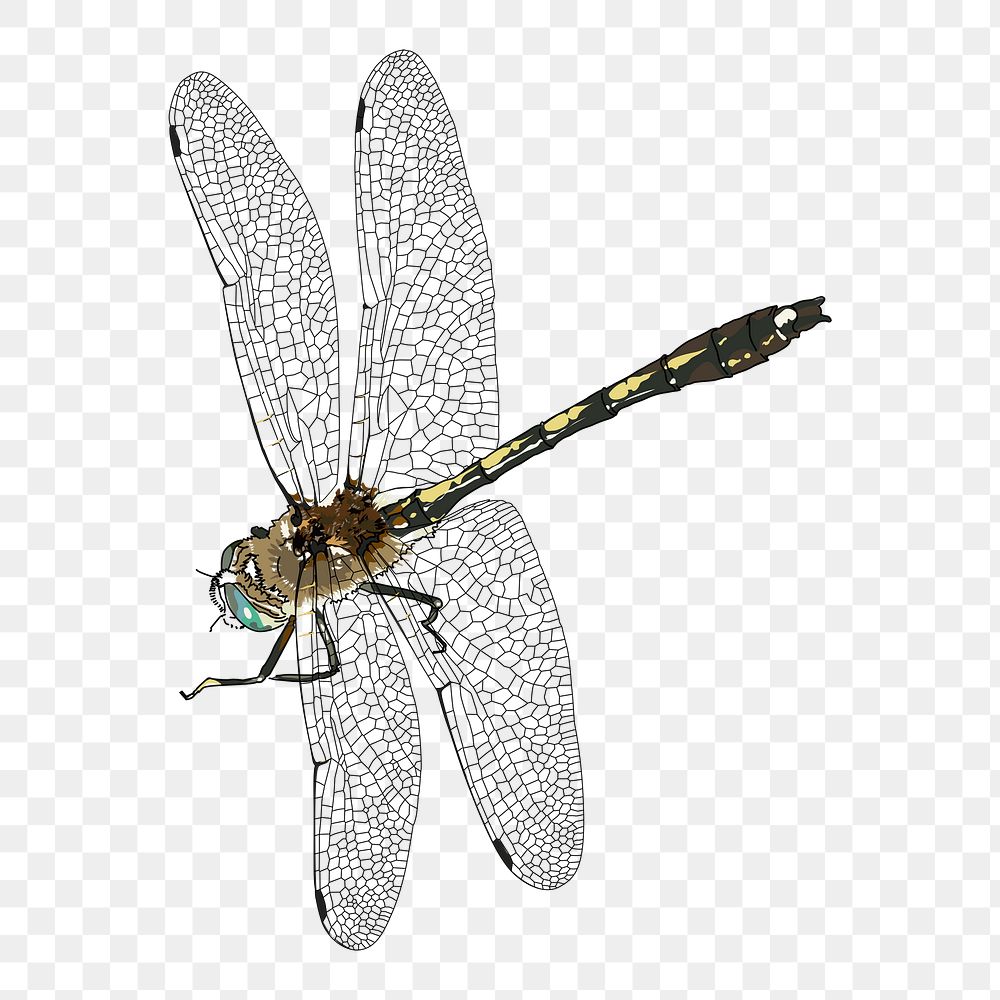 Dragonfly png sticker, insect illustration on transparent background. Free public domain CC0 image.