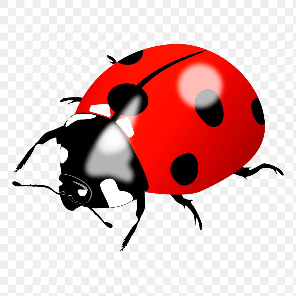 Ladybug png sticker, animal illustration, transparent background. Free public domain CC0 image