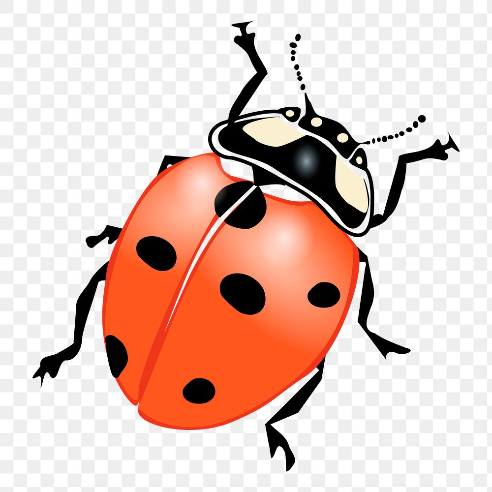 Ladybug png sticker, animal illustration, transparent background. Free public domain CC0 image