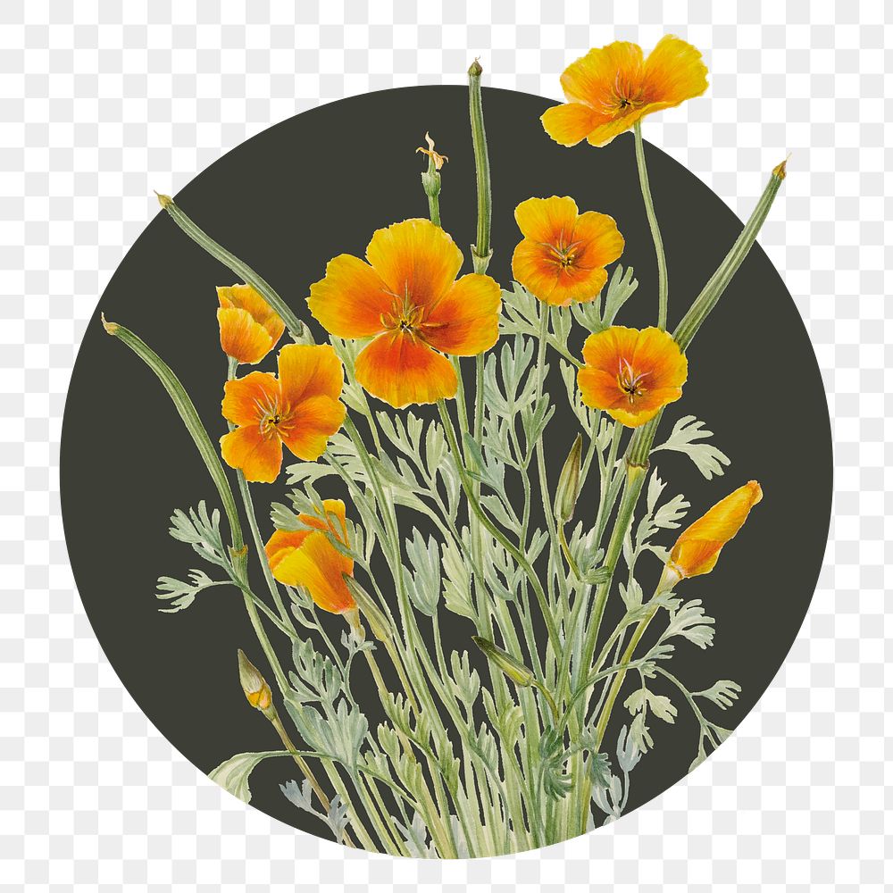 Yellow flower png badge sticker, botanical illustration in circle badge, transparent background
