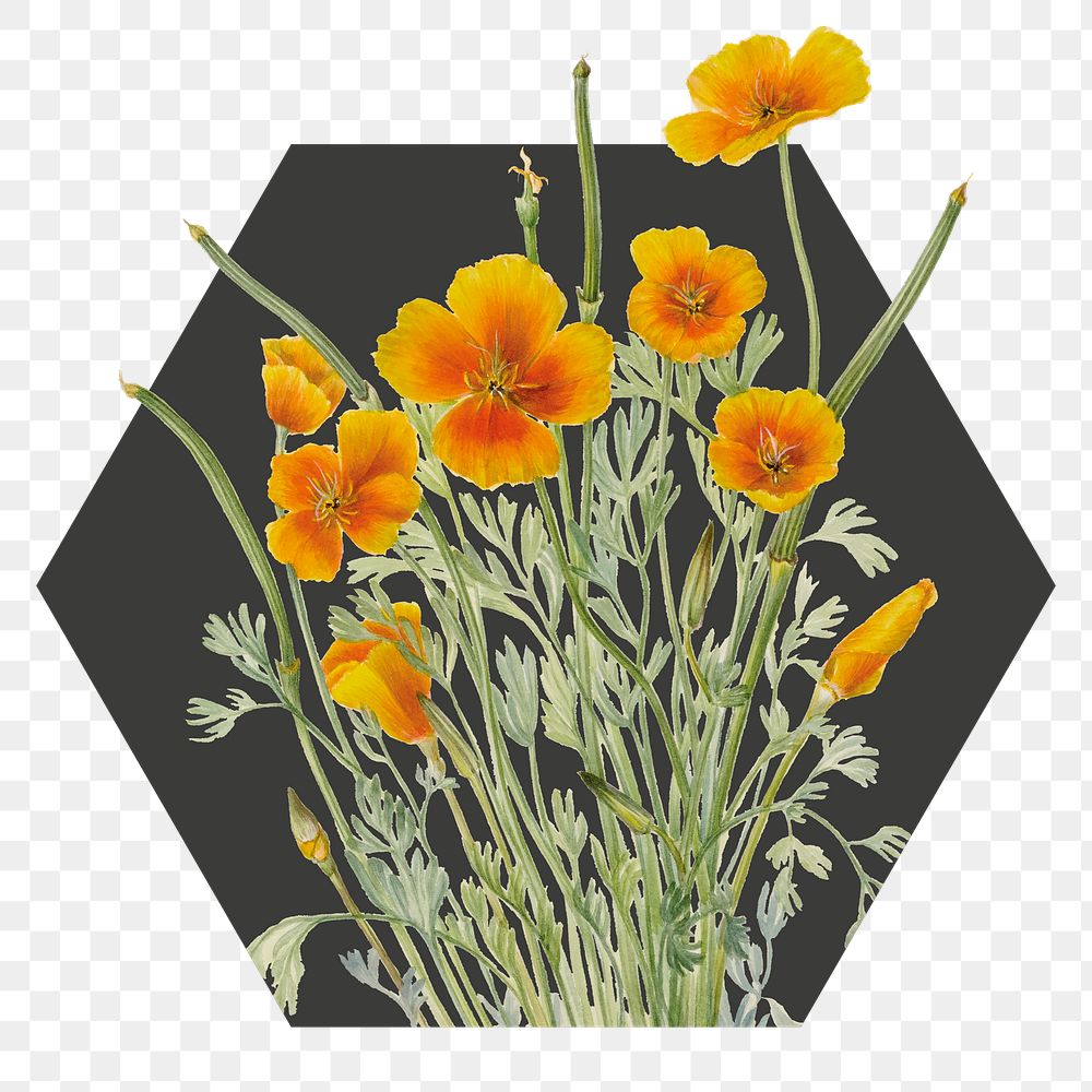 Yellow flower png badge sticker, Mexican poppy in hexagon badge, transparent background