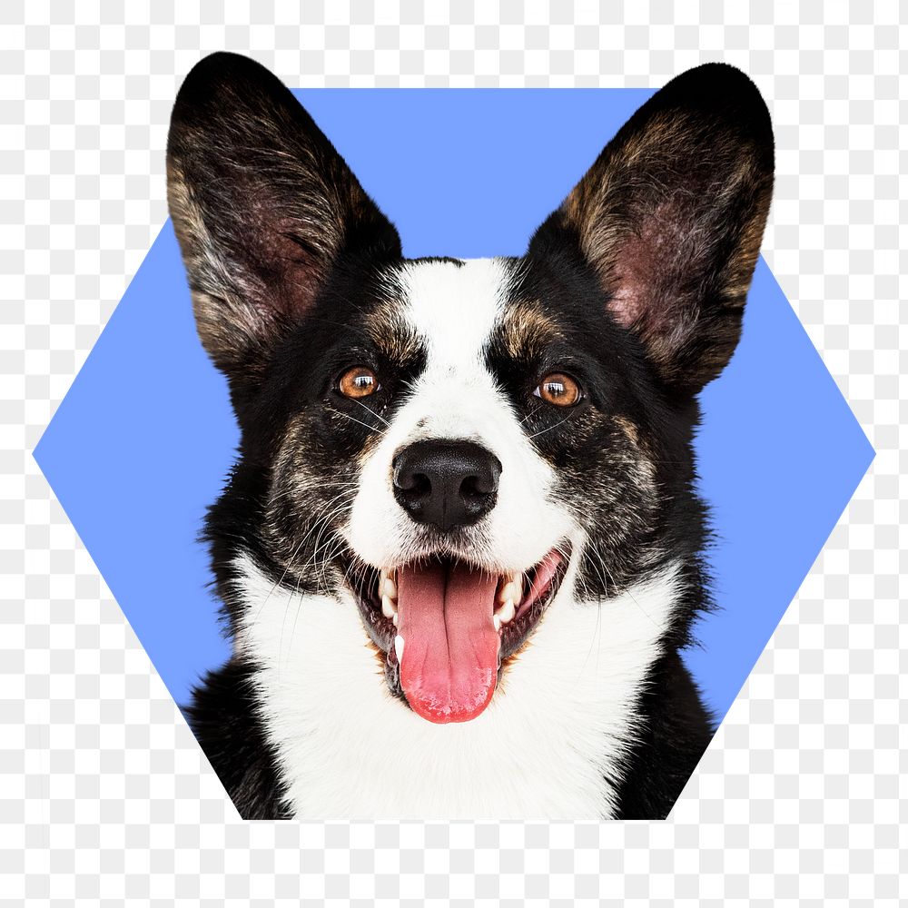 Dog png badge sticker, Cardigan Welsh Corgi in hexagon badge, transparent background