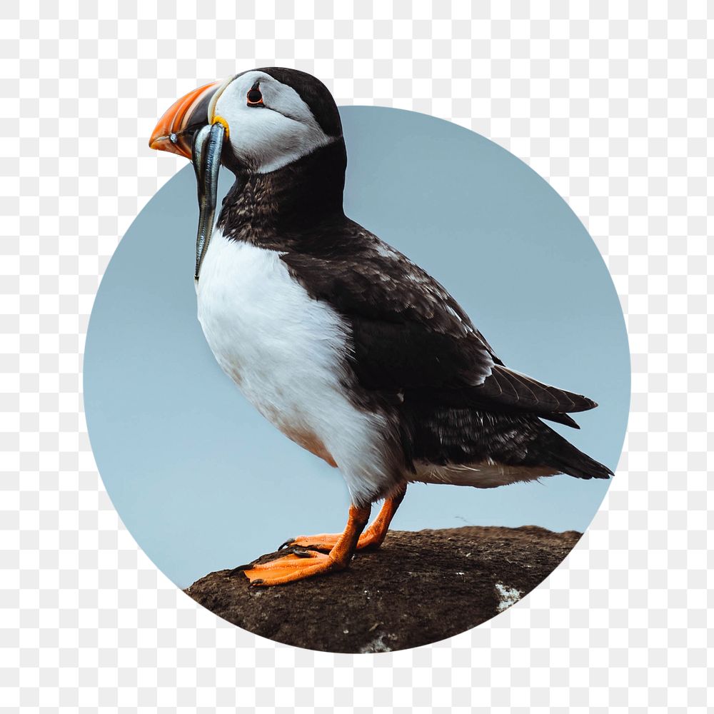 Atlantic puffin png bird badge sticker, animal photo, transparent background
