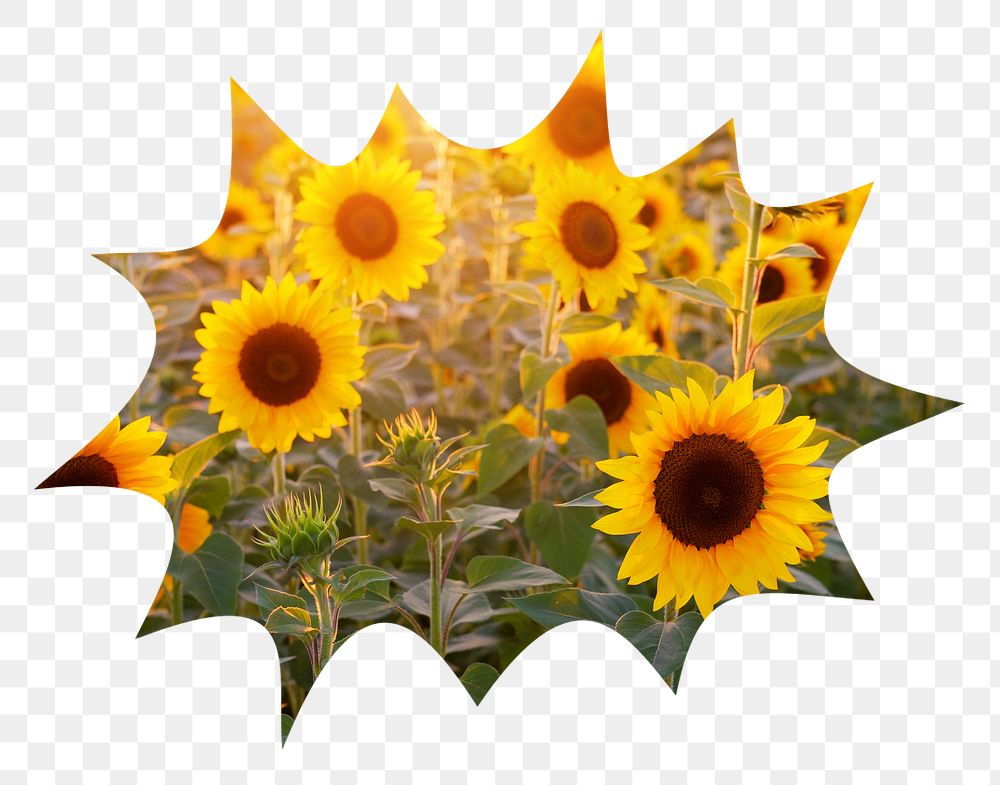 Sunflower field png badge sticker, Spring photo in bang  shape, transparent background