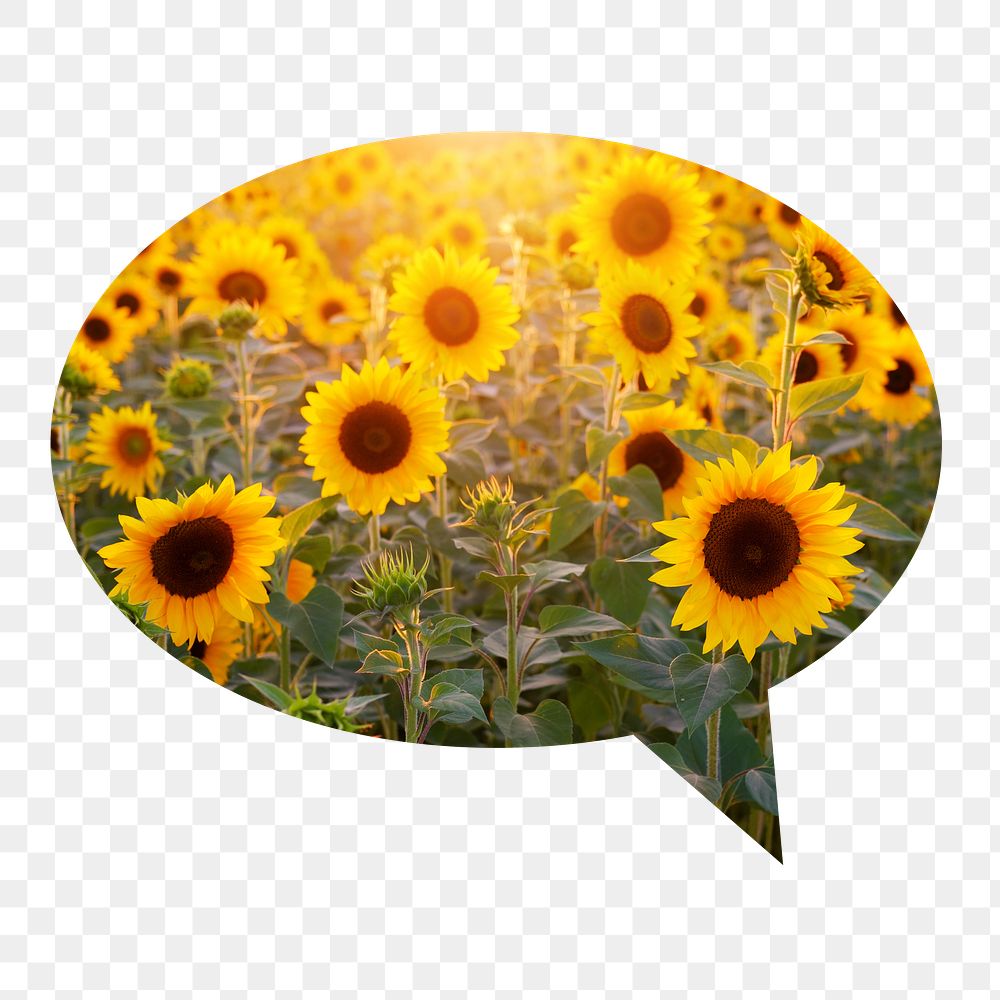 Sunflower field png badge sticker, Spring photo in speech bubble, transparent background