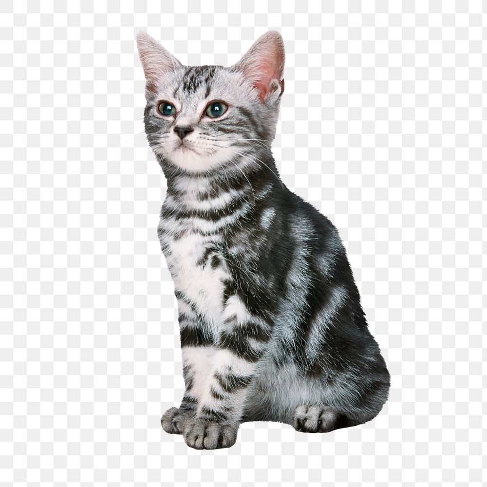 American Shorthair png cat sticker, pet image on transparent background
