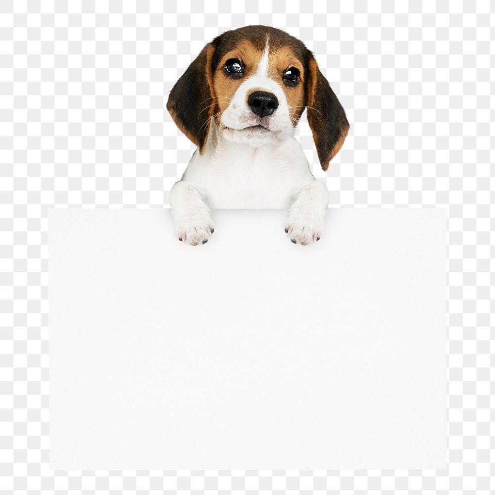 Beagle puppy png frame sticker, pet animal image on transparent background