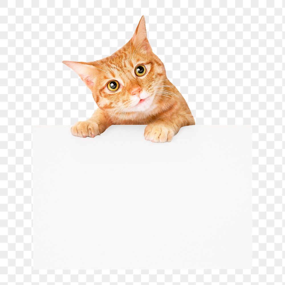 Ginger cat png frame sticker, pet animal image on transparent background