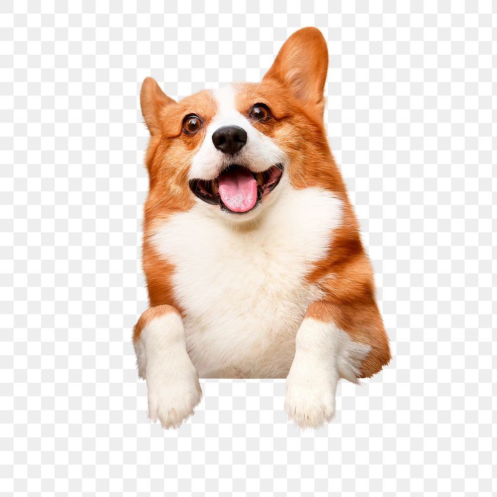 Corgi dog png sticker, pet image on transparent background