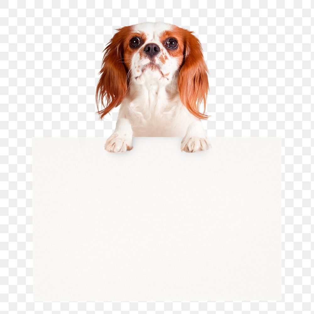 Cute dog png frame sticker, pet animal image on transparent background