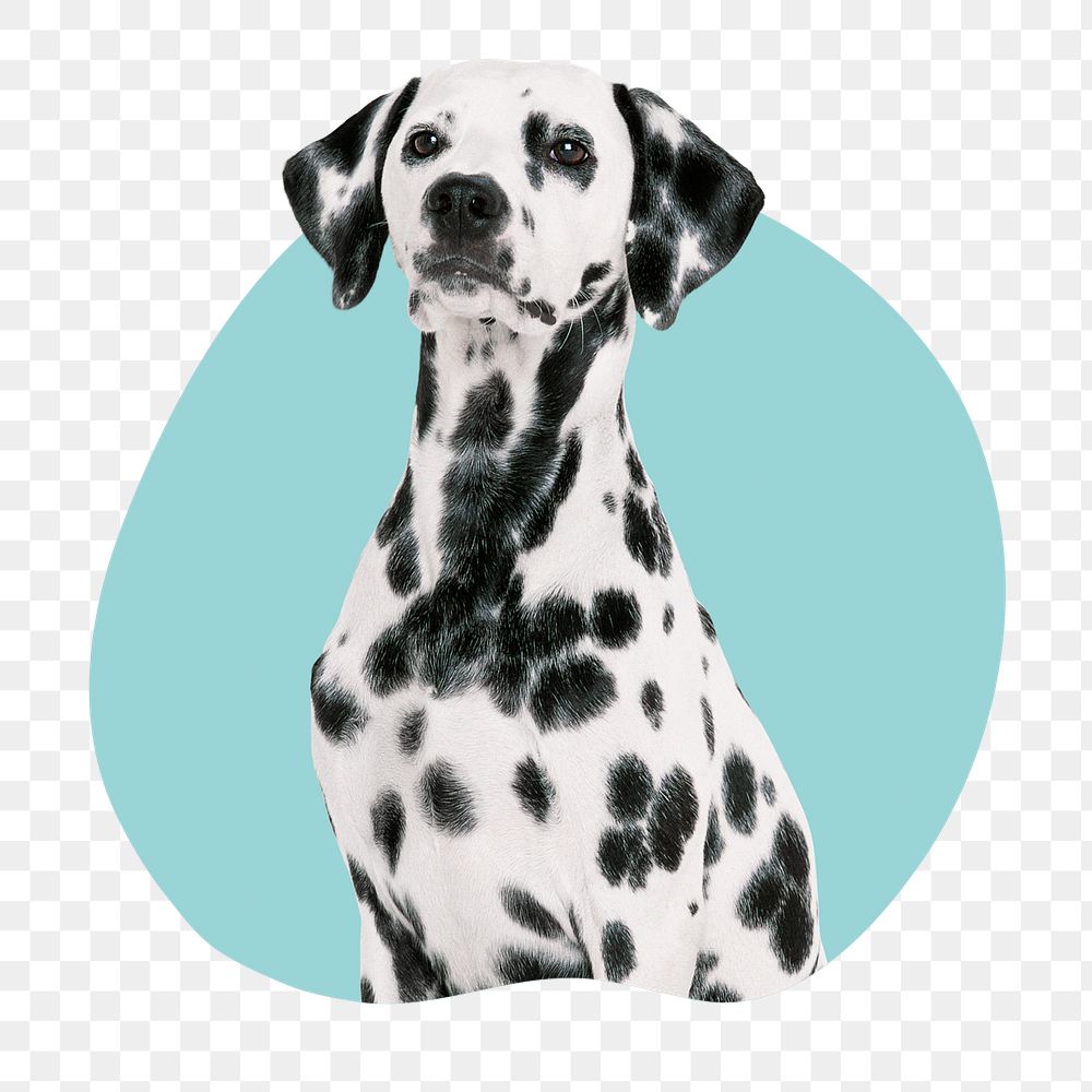 Dalmatian dog png badge sticker, pet photo in blob shape, transparent background