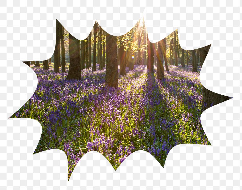 Lavender field png forest badge sticker, nature photo in bang  shape, transparent background