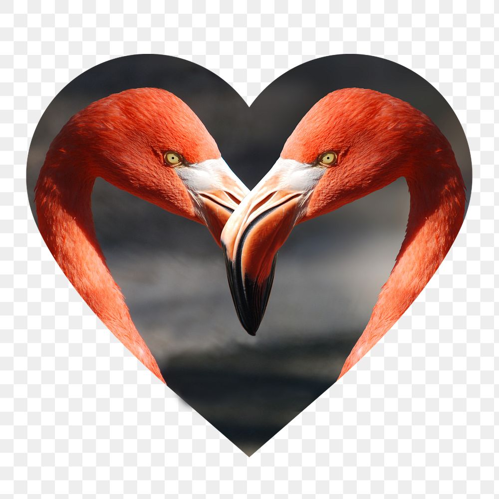 Flamingo heads png badge sticker, animal photo in heart shape, transparent background