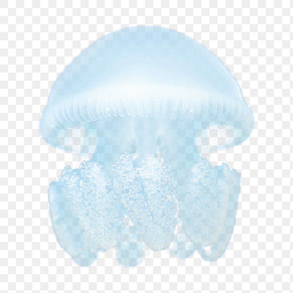 Blue jellyfish png sticker, sea animal on transparent background