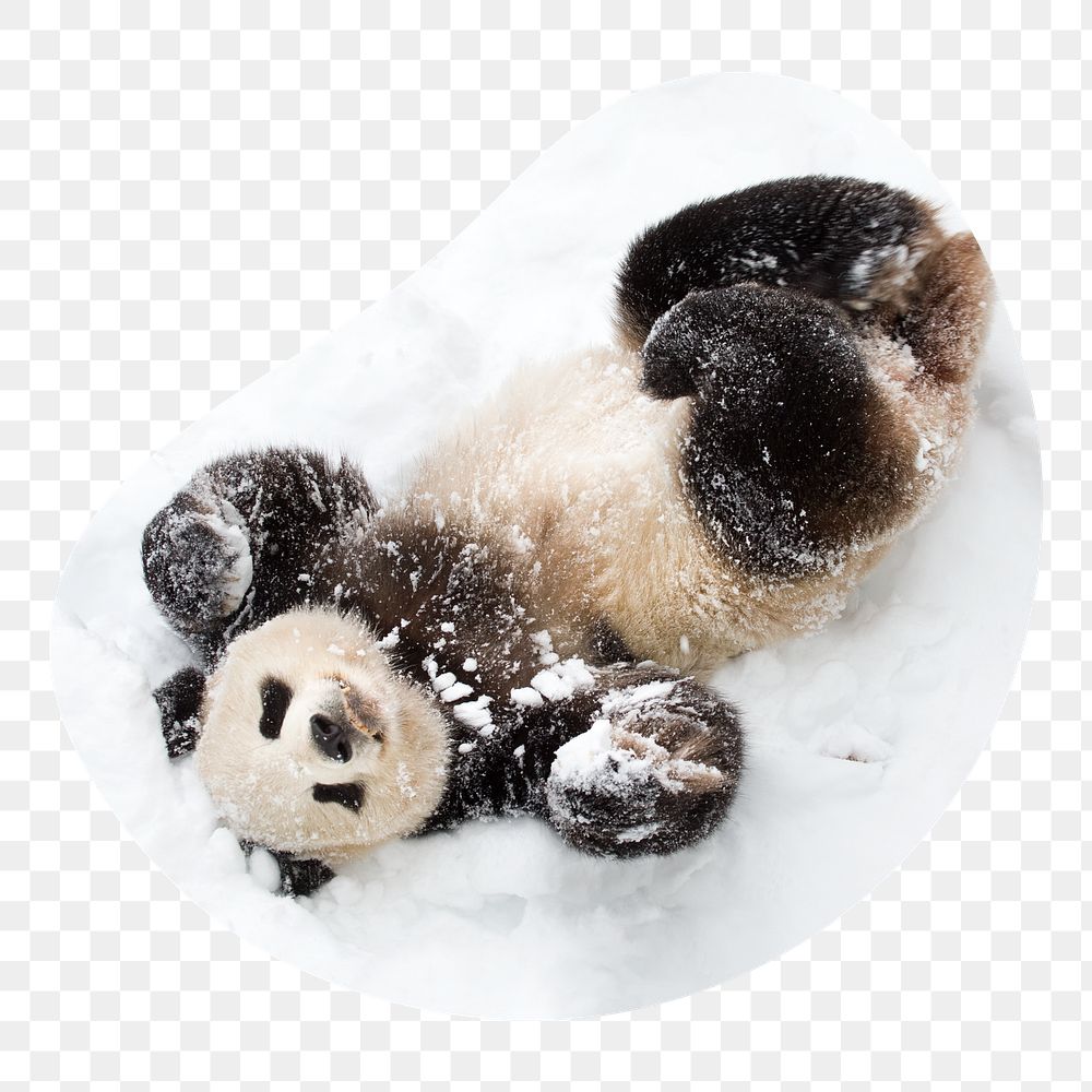 Baby panda png in snow badge sticker, animal photo in blob shape, transparent background
