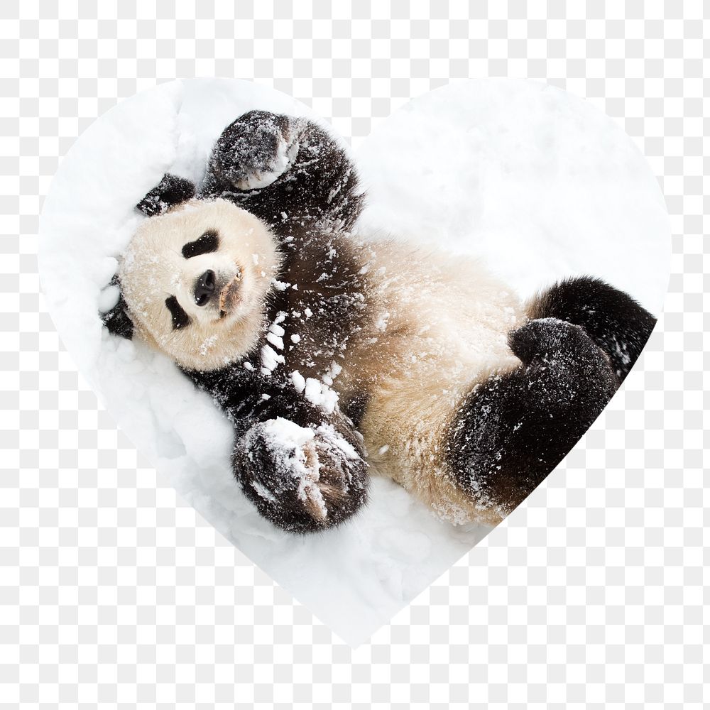 Baby panda png in snow badge sticker, animal photo in heart shape, transparent background