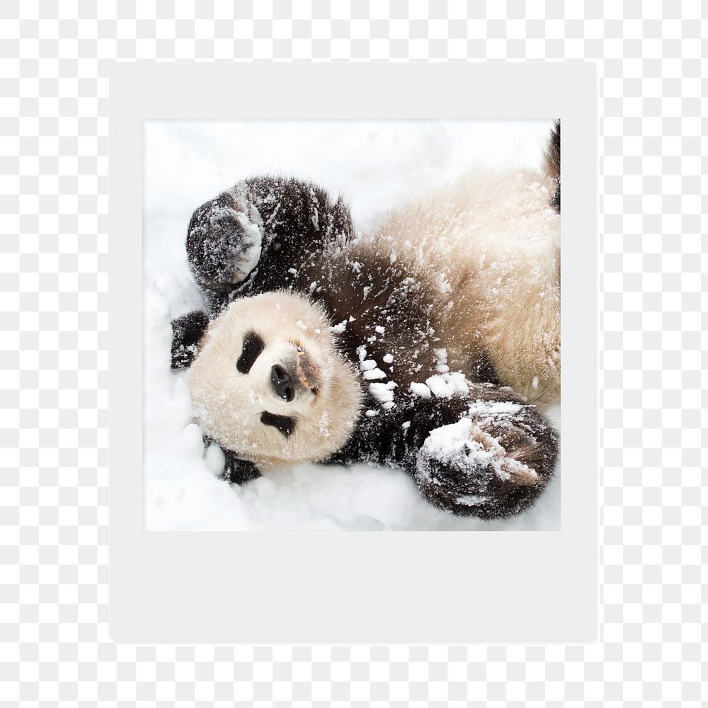 Panda png in snow sticker, animal  instant photo, transparent background