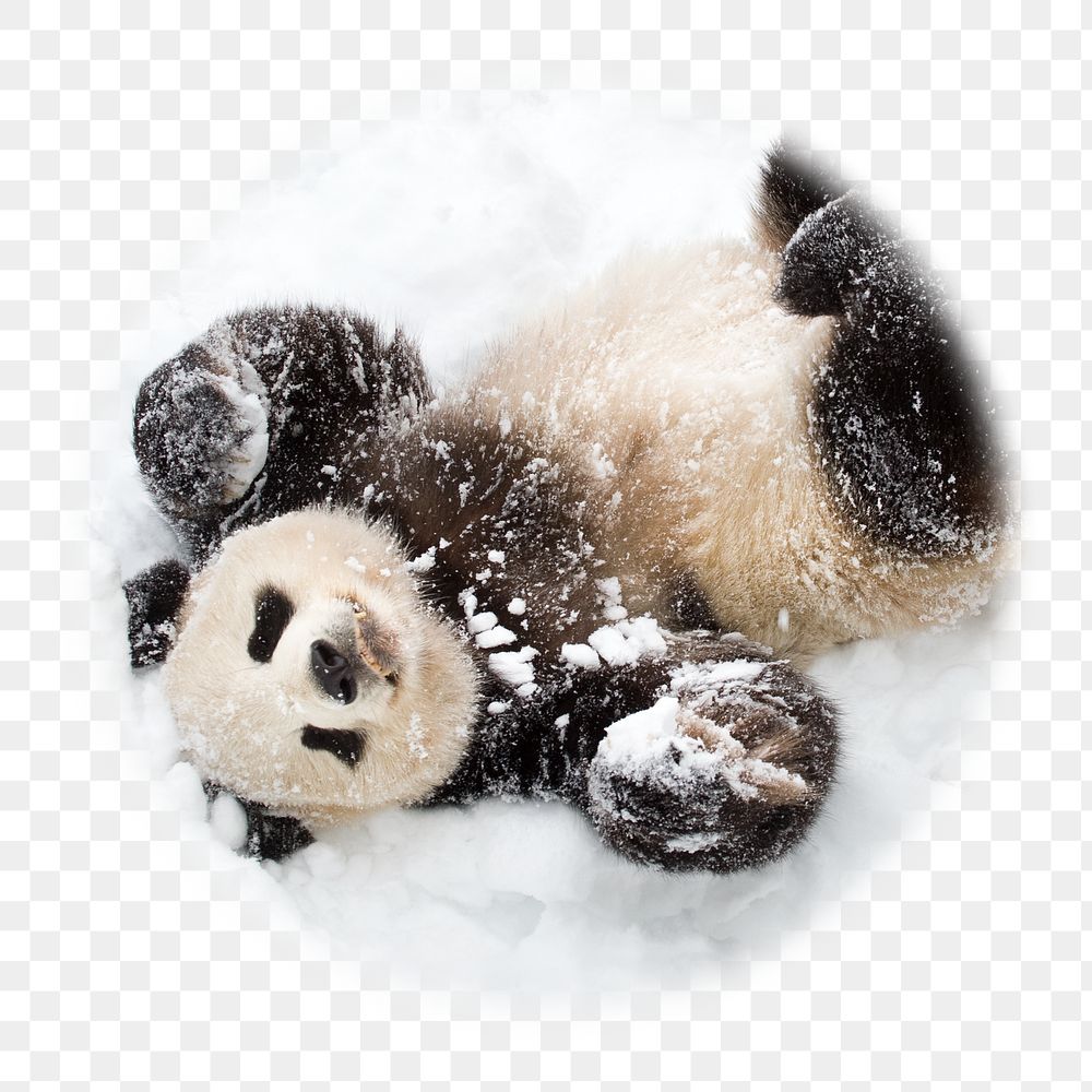Cute panda png in snow badge sticker, animal photo in blur edge circle, transparent background