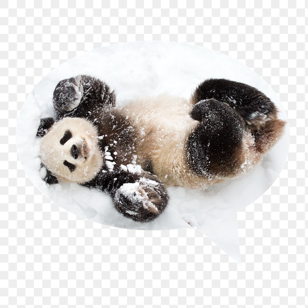 Baby panda png in snow badge sticker, animal photo in speech bubble, transparent background