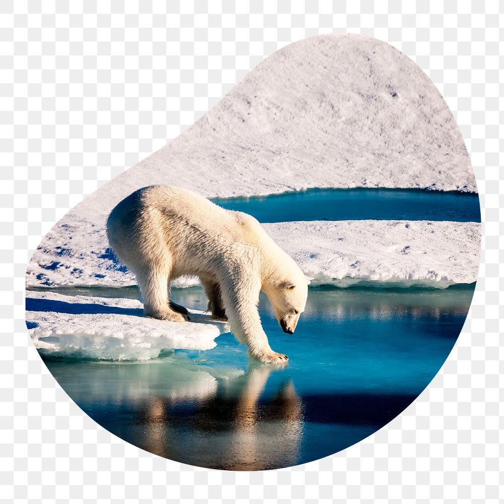 Polar bear png sticker, animal photo in blob shape, transparent background
