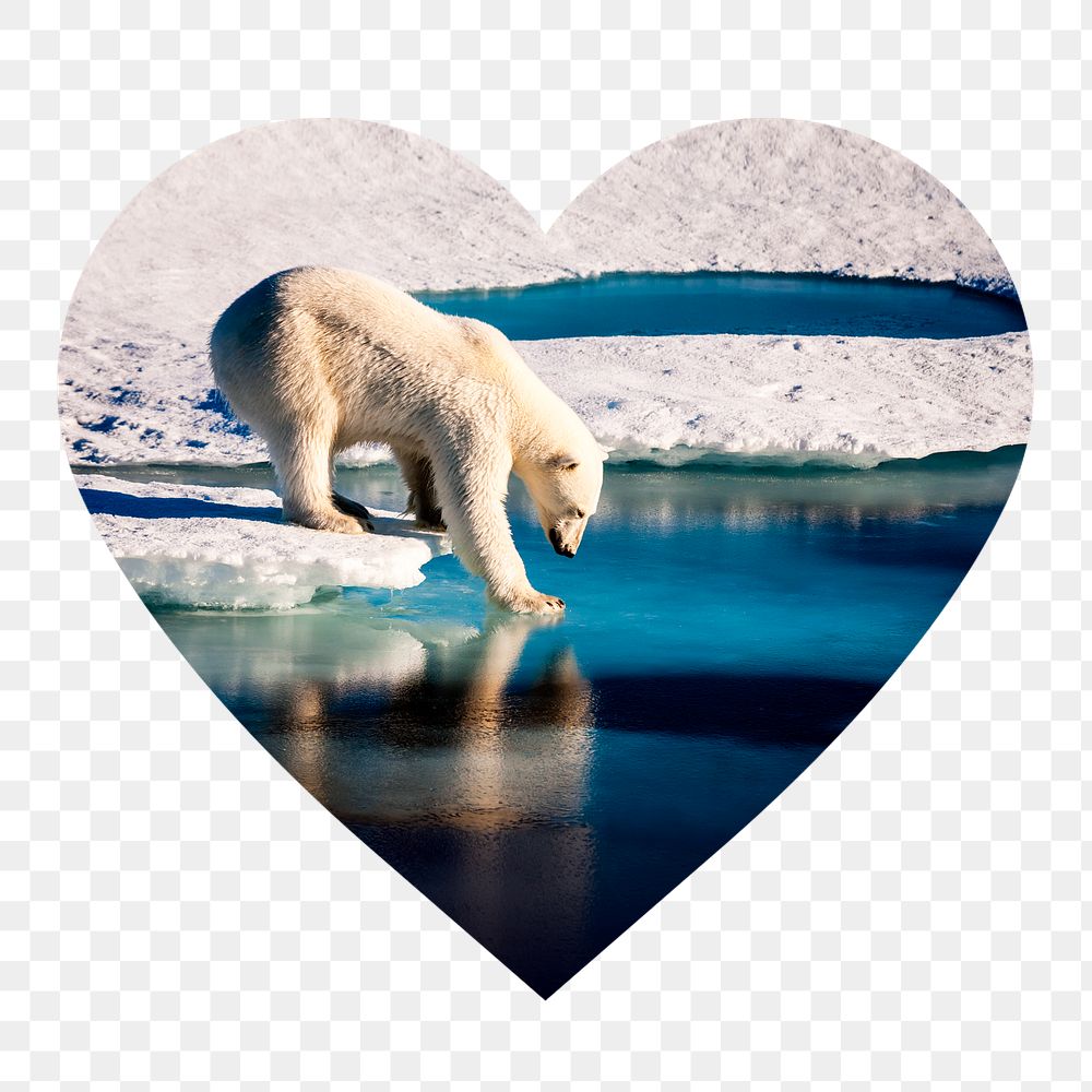 Polar bear png badge sticker, animal photo in heart shape, transparent background