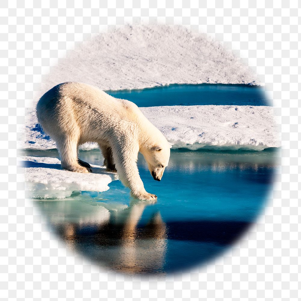 Polar bear png badge sticker, animal photo in blur edge circle, transparent background