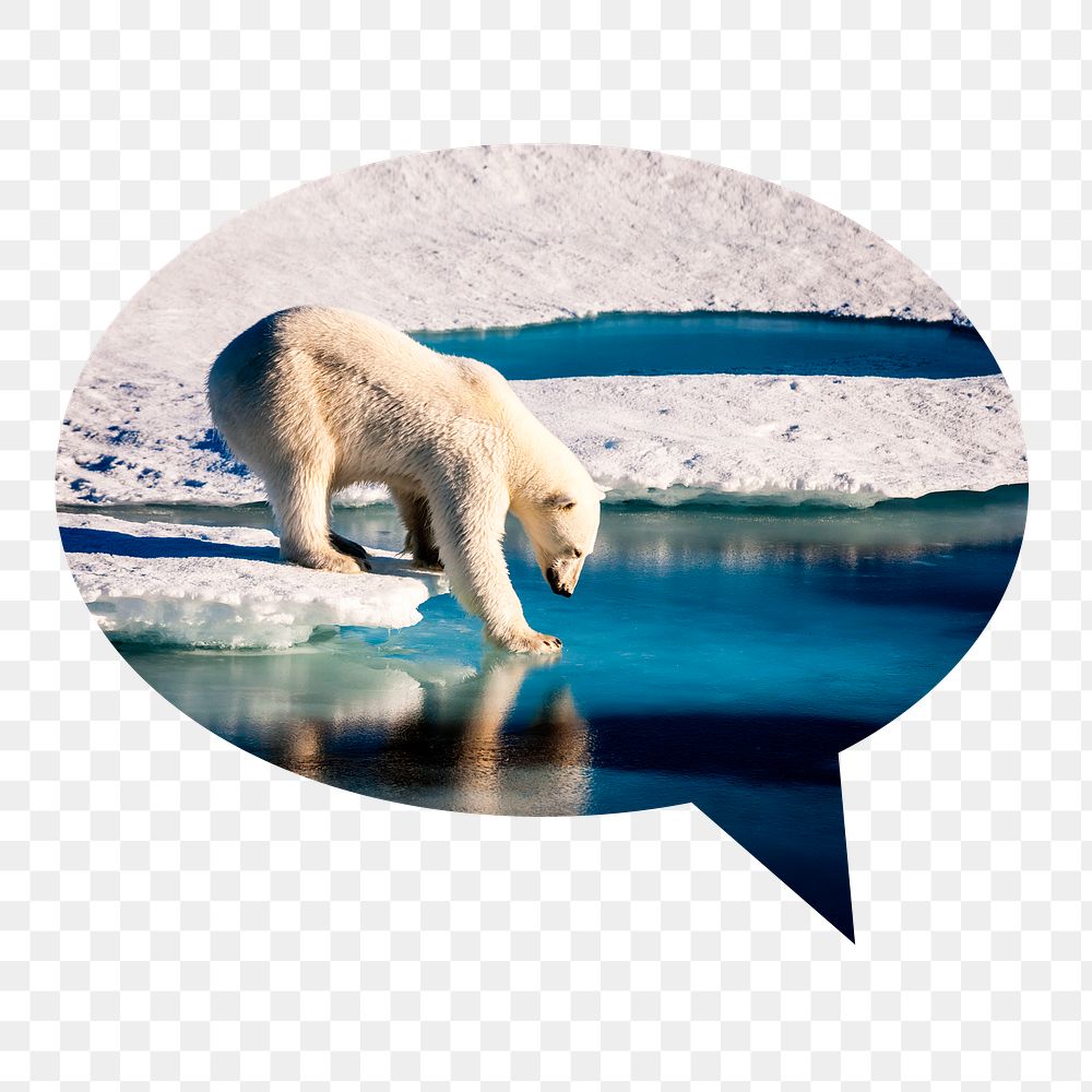 Png polar bear walking on ice badge sticker, climate chance photo in speech bubble, transparent background